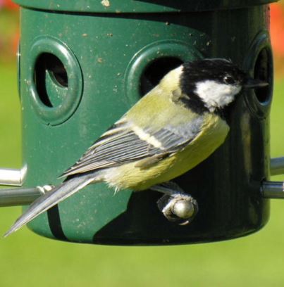 Great Tit