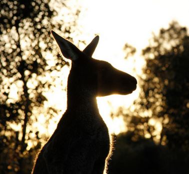 Kangaroo