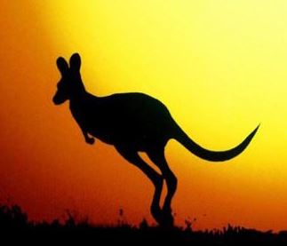 Kangaroo