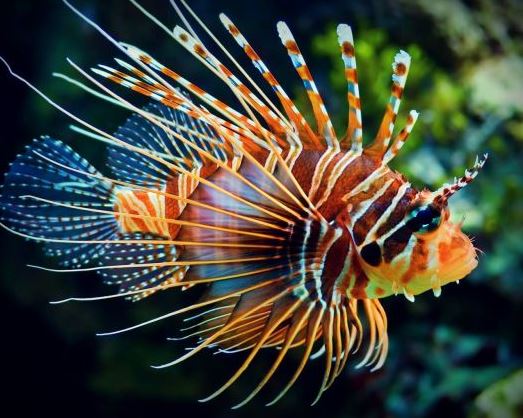 Lionfish