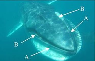 Omuras whale picture