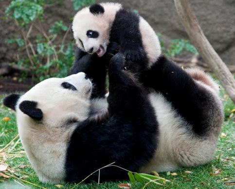 Panda cub with mother