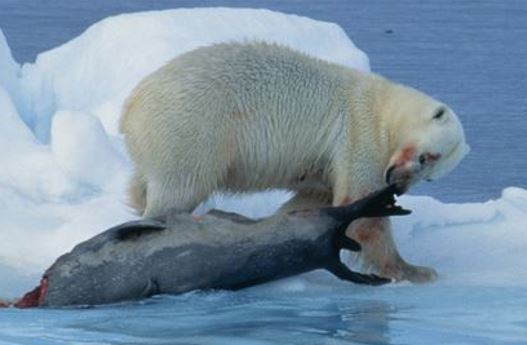 Polar bear catching prey