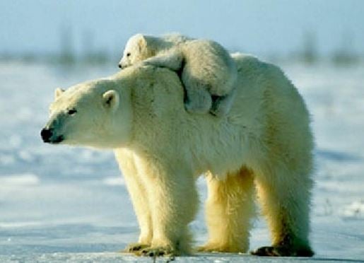 Polar bear numbers