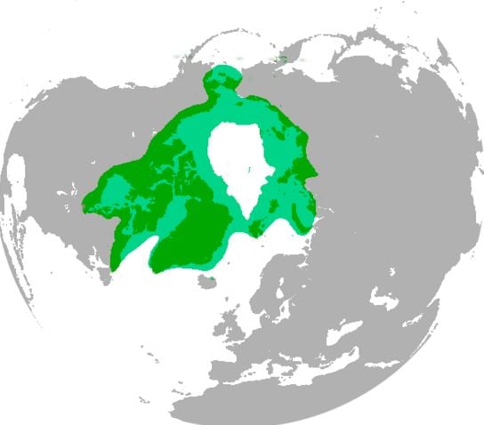 Polar bear range