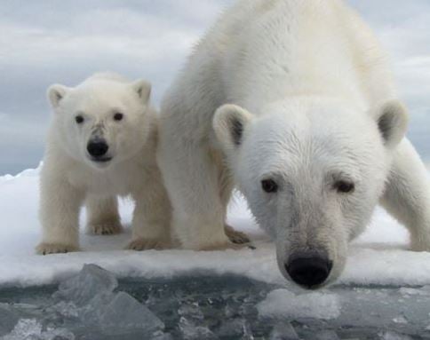 Poplar bear population under threat from melting sea ice