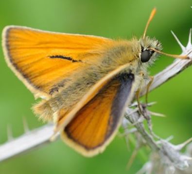 Small Skipper butterfly