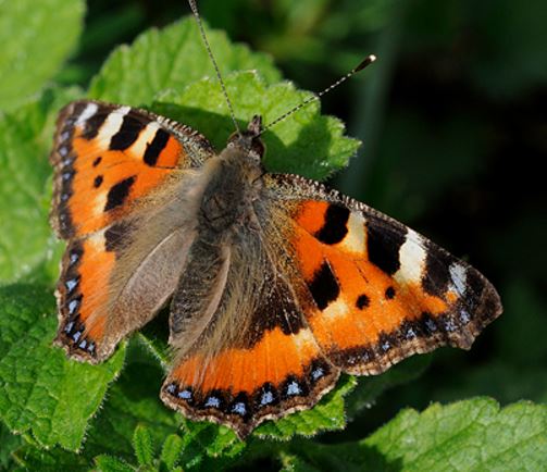 Small Tortoiseshell butterfly population