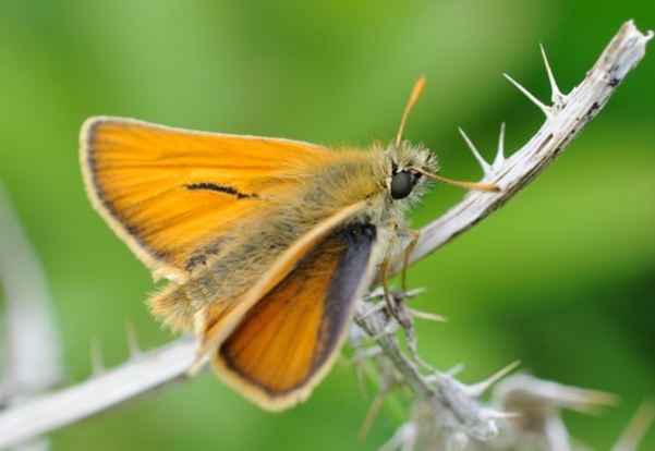 Small Skipper Butterfly population
