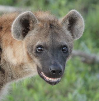 Spotted Hyena