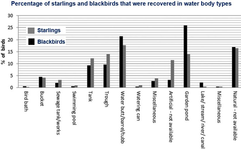 Starlings and blackbirds drowned