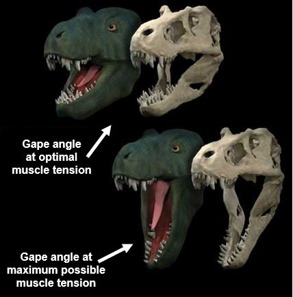 T rex jaw gape maximum