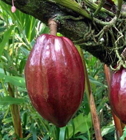 Theobroma cacao pic