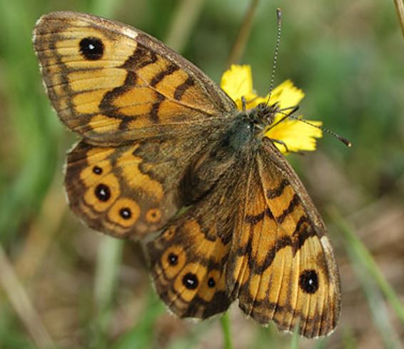 Wall Brown butterfly