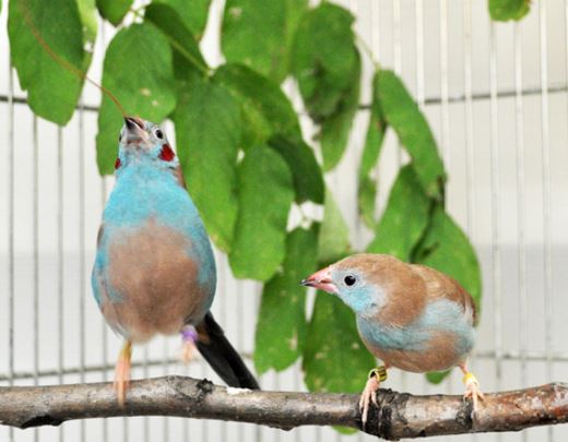 bird tap dance during courtship