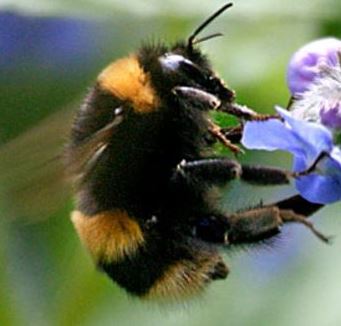 Bumblebee and neonicotinoid pesticides