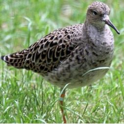 cross dressing ruff wading bird