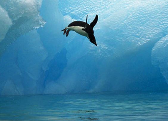 Adelie penguins