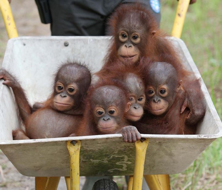 Baby orangutans