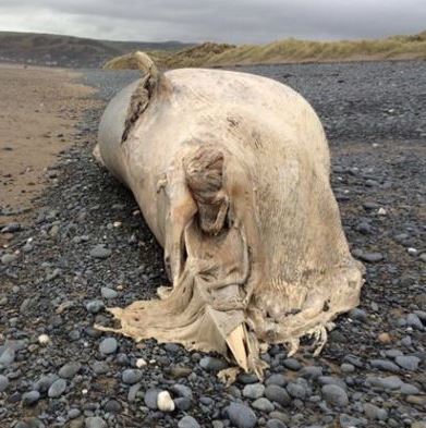 Beached whale found in Wales on the coast