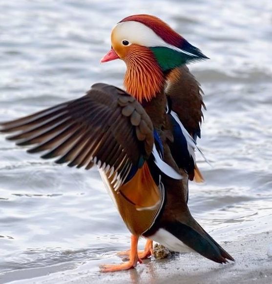 Bird colours never fade because of their nanostructure in feathers