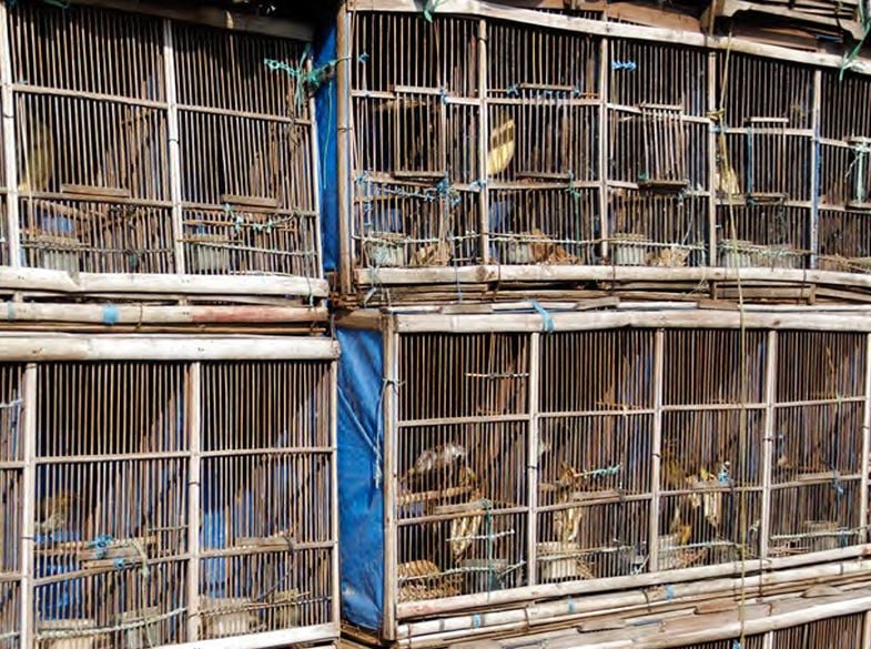 Birds in cages in Indonesia