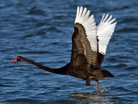 Black swan taking off
