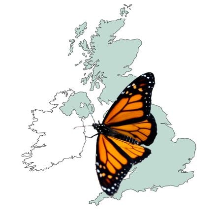 Butterfly populations UK