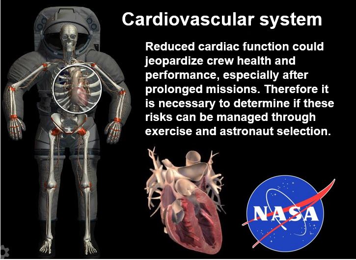 Cardiovascular system astronaut