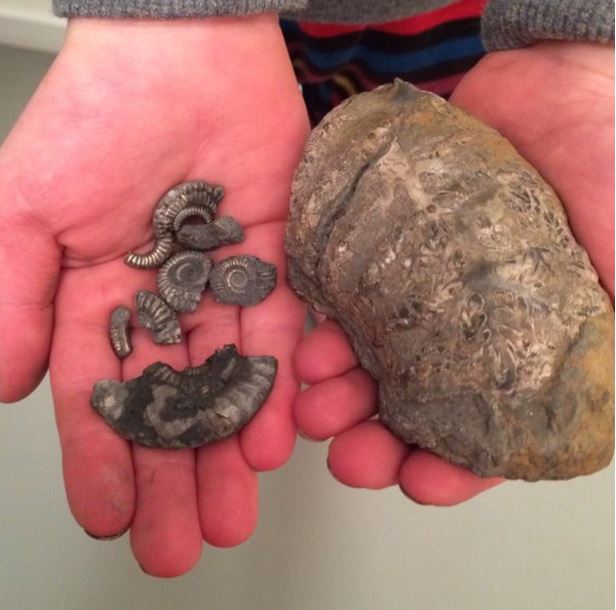 Charmouth fossils gathered by a child after landslide