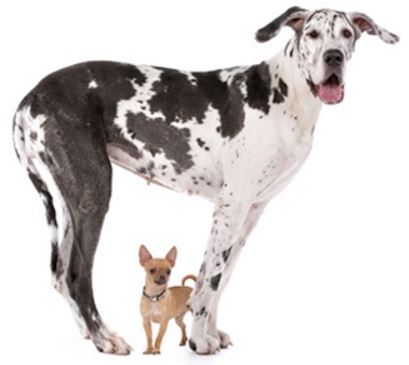 Chihuahua and Great Dane