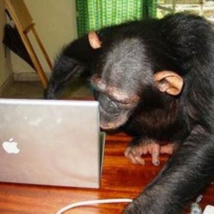 Chimpanzee video conferencing long distances