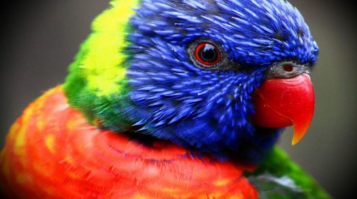 Colourful bird