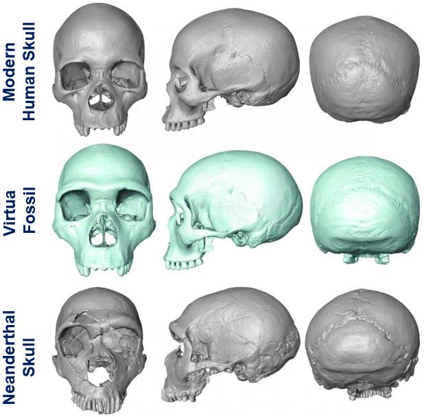 Common ancestor modern human and Neanderthal skulls