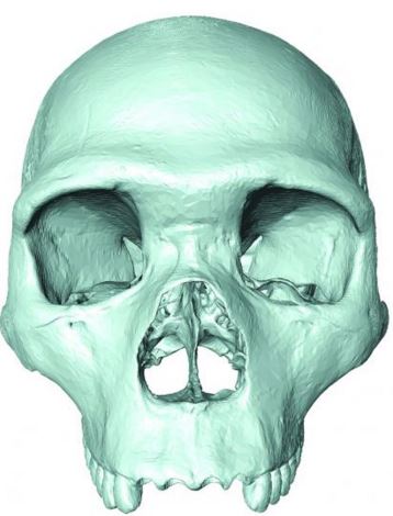Common ancestor skull