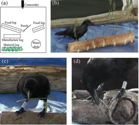 Crow making and using tool