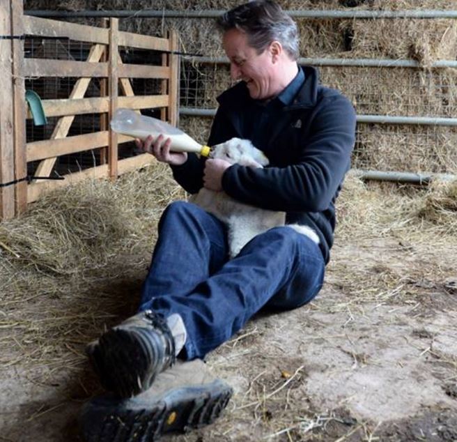 David Cameron feeding a lamb