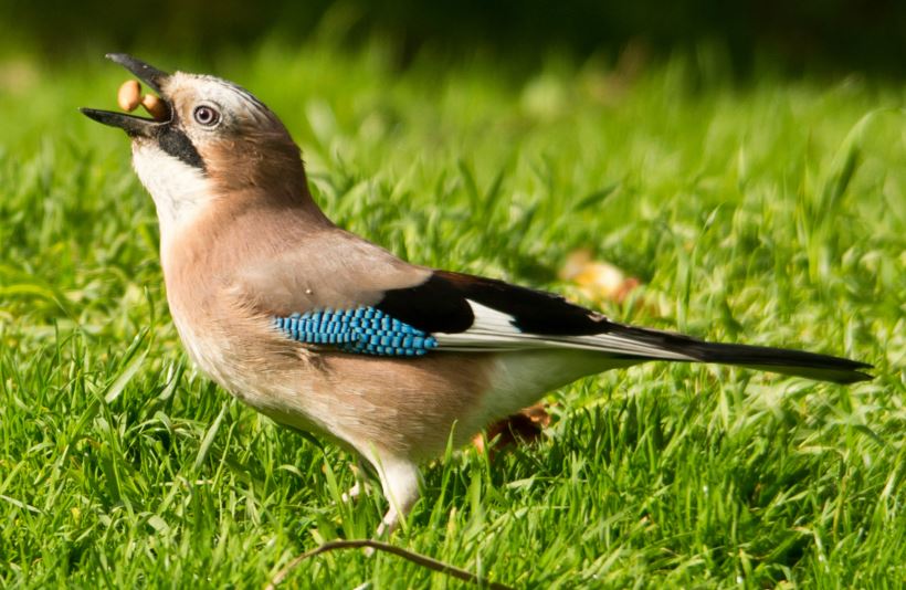 Eurasian jay