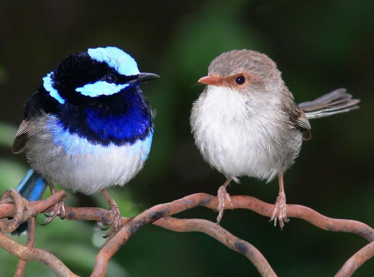 Fairy Wren