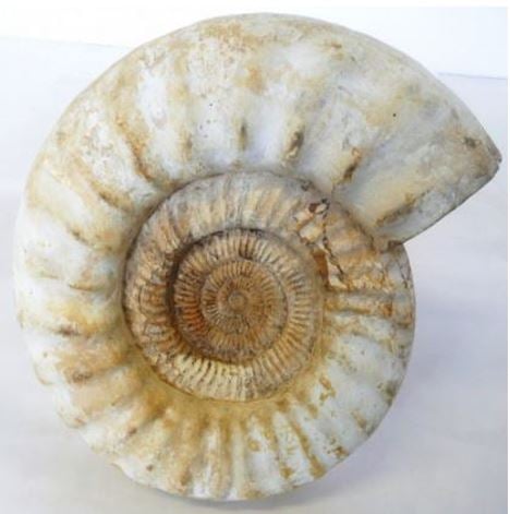 Fossils galore at Charmouth as people hunt for ammonites