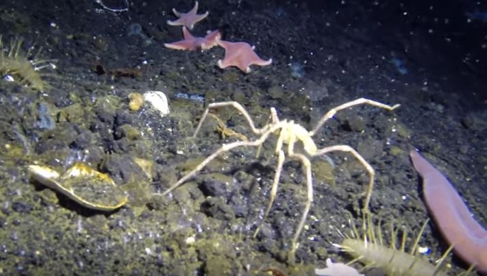 Giant sea spider on ocean floor
