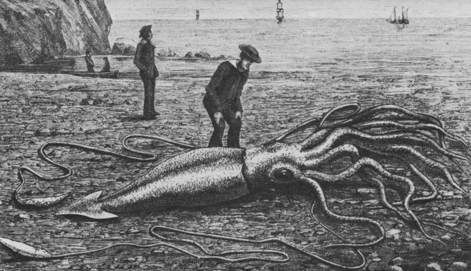 Giant squid in nineteenth century