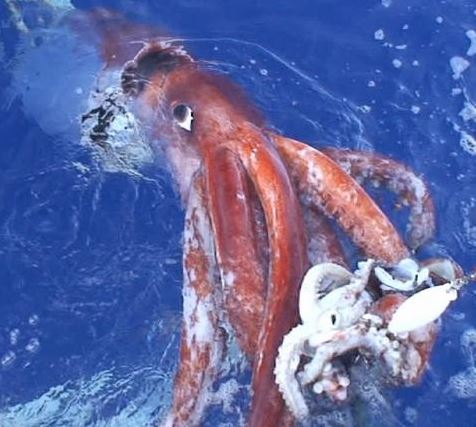 Giant squid