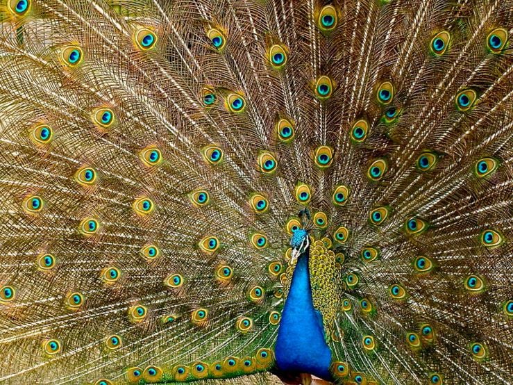 Indian peafowl or peacock