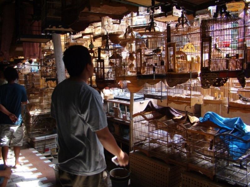 Indonesian bird market