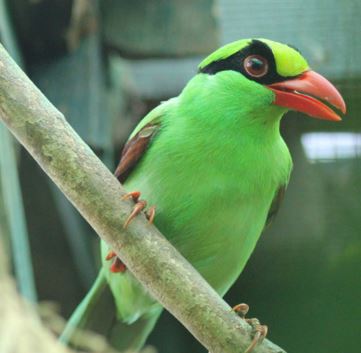 Javan Green Magpie the world's rarest magpie