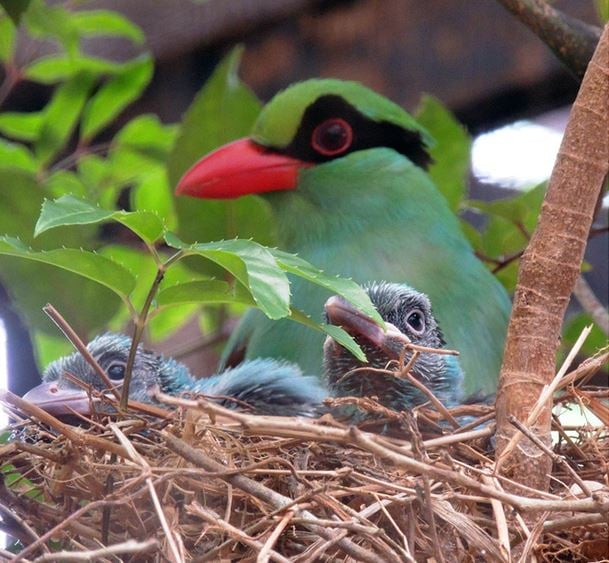 Javan Green Magpie with two fledglings