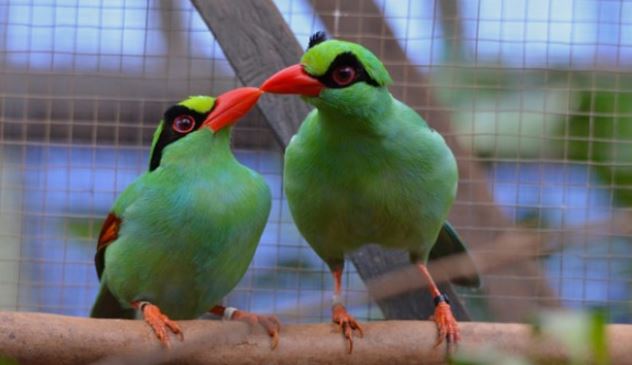 Javan Green Magpie