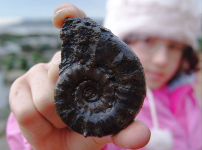 Kid finds ammonite fossil