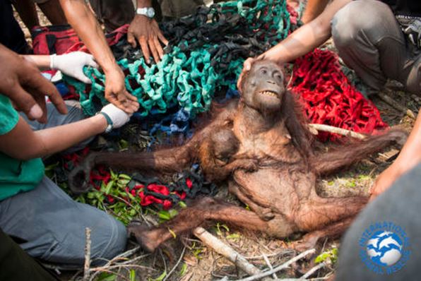 Mama Anti and her baby photo that shocked the world